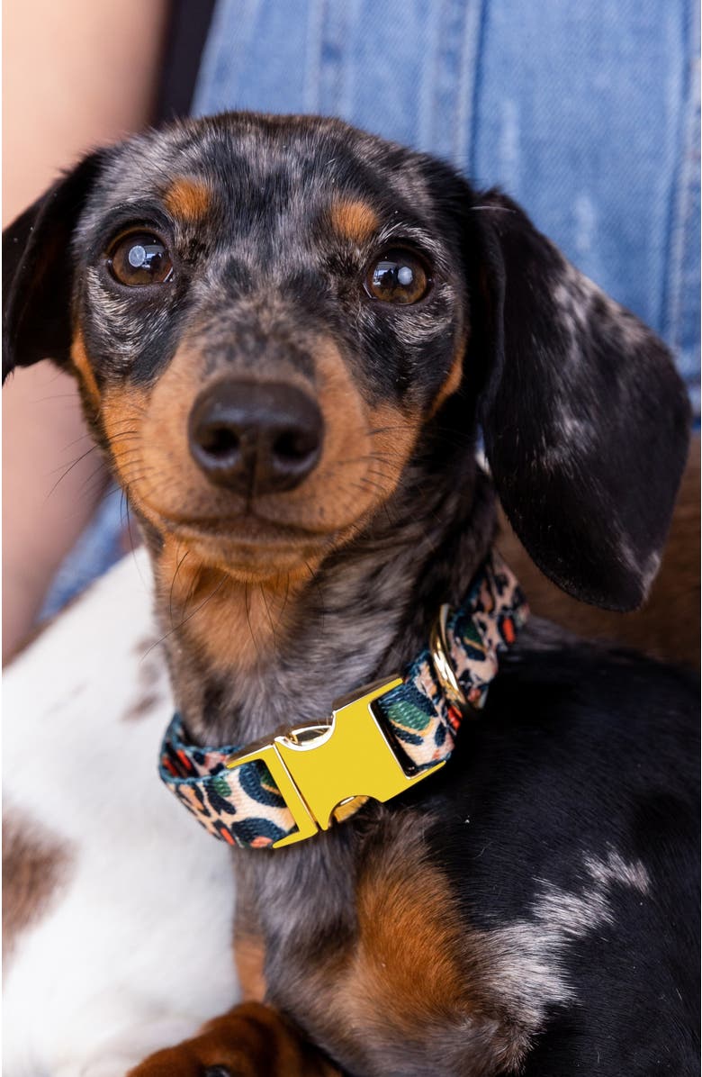 Pink Papyrus Beckett Dog Collar, Alternate, color, Beckett