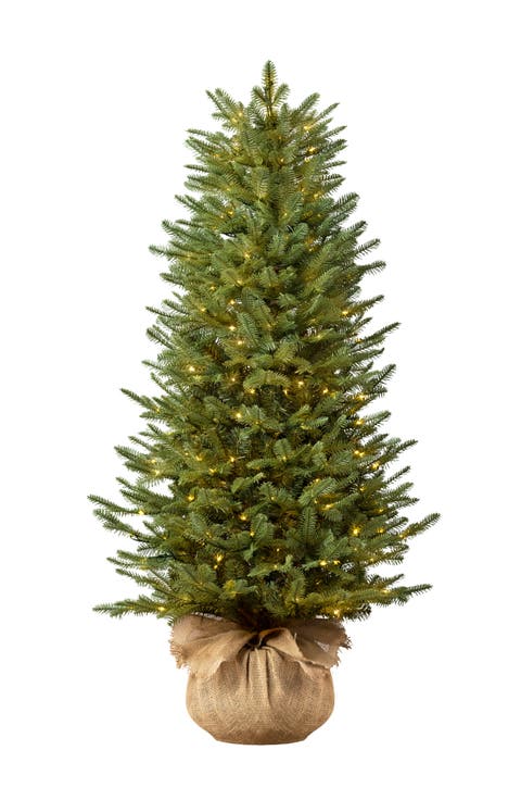 BH Balsam Fir with Burlap Base