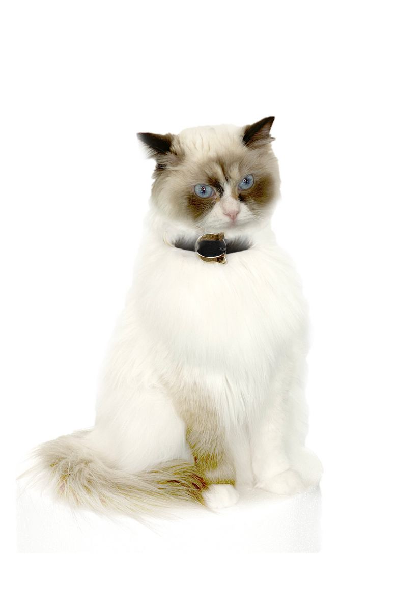 Moshiqa Lilo Cat Collar, Alternate, color, Black