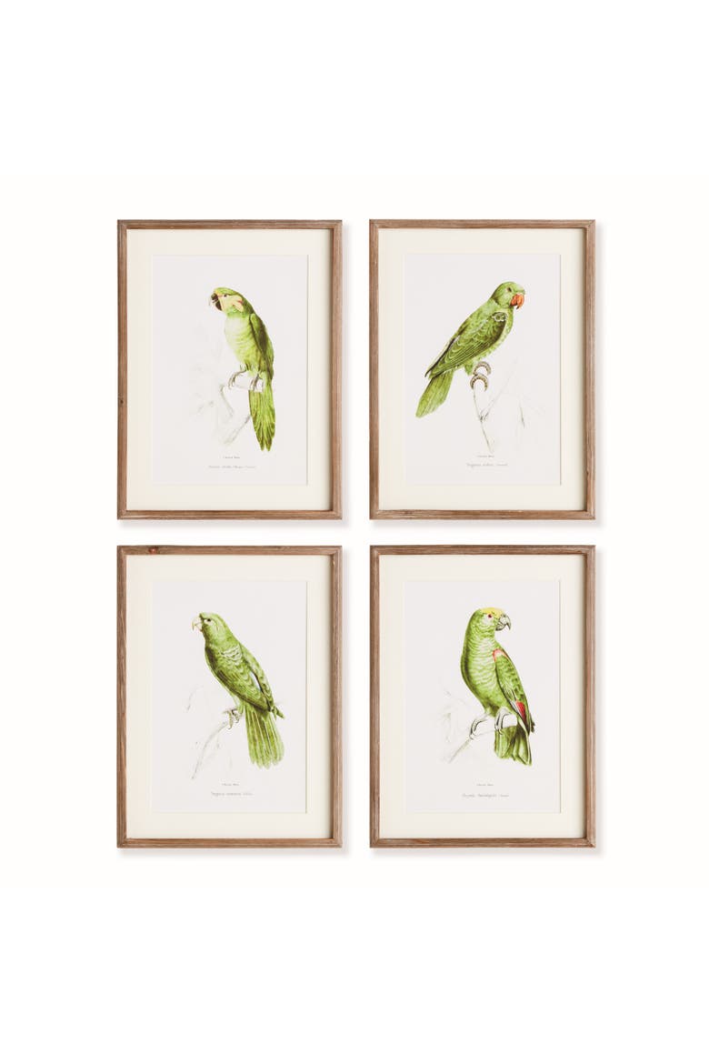 17.75"W x 1"D x 23.5"H Parrot Illustrations In Green Framed Wall Art Set of 4, Main, color, Green
