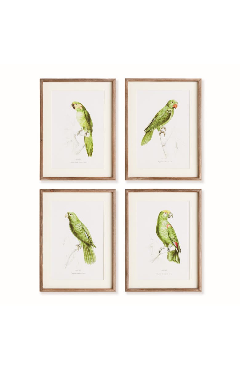 Napa Home & Garden 17.75"W x 1"D x 23.5"H Parrot Illustrations In Green Framed Wall Art Set of 4, Main, color, Green