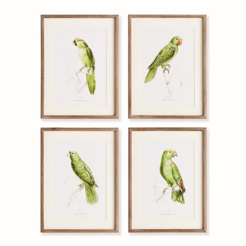 17.75"W x 1"D x 23.5"H Parrot Illustrations In Green Framed Wall Art Set of 4