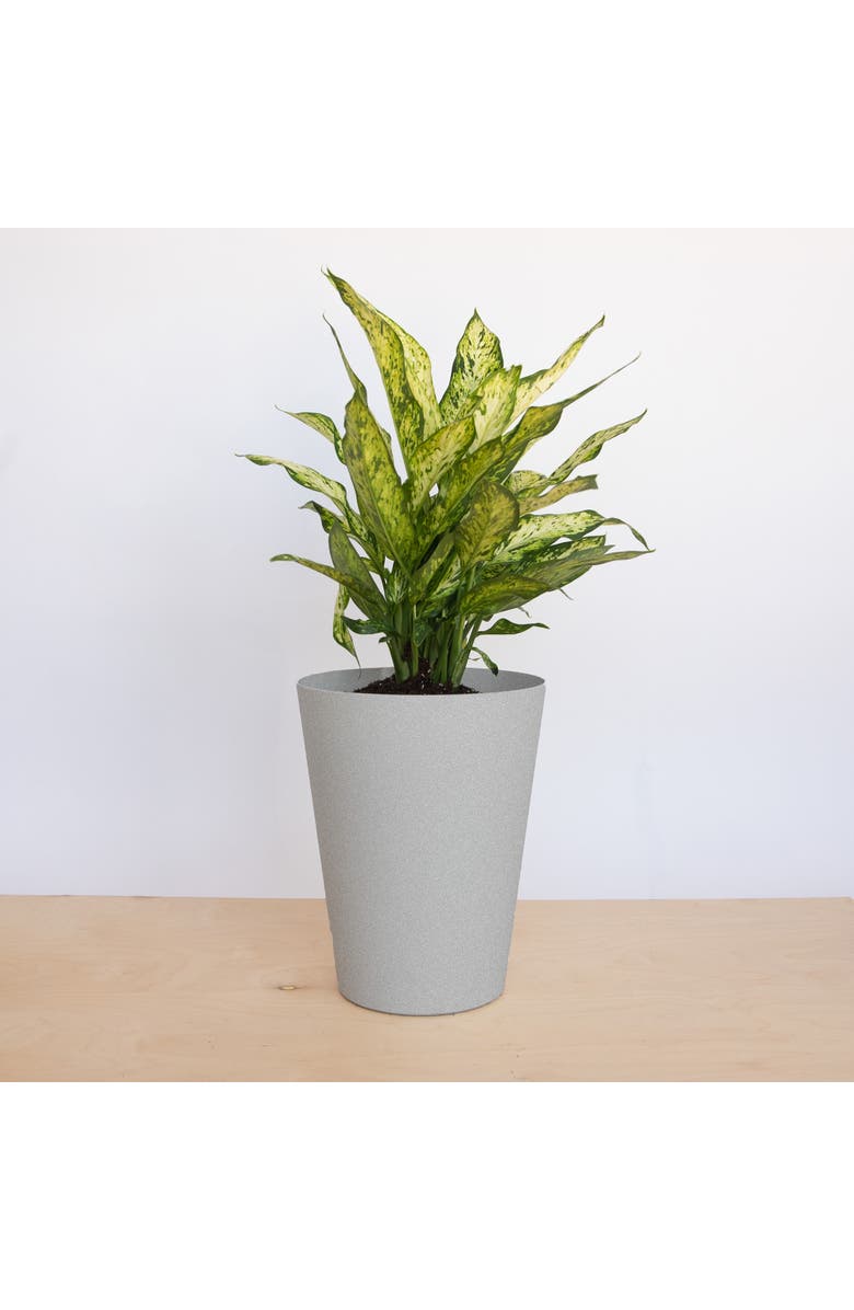 Bloem 14 Inch Tall Finley Tapered Round Planter, Cement, Alternate, color, Gray