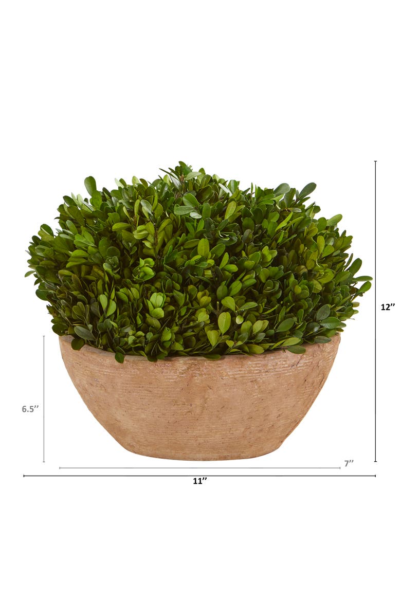 NEARLY NATURAL 12-in Boxwood Preserved Plant in Oval Planter, Alternate, color, Green