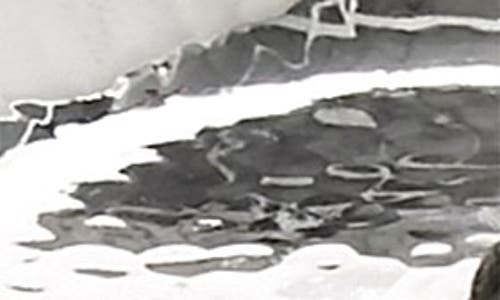 Michael Aram 'vincent' Ring Catch In Silver