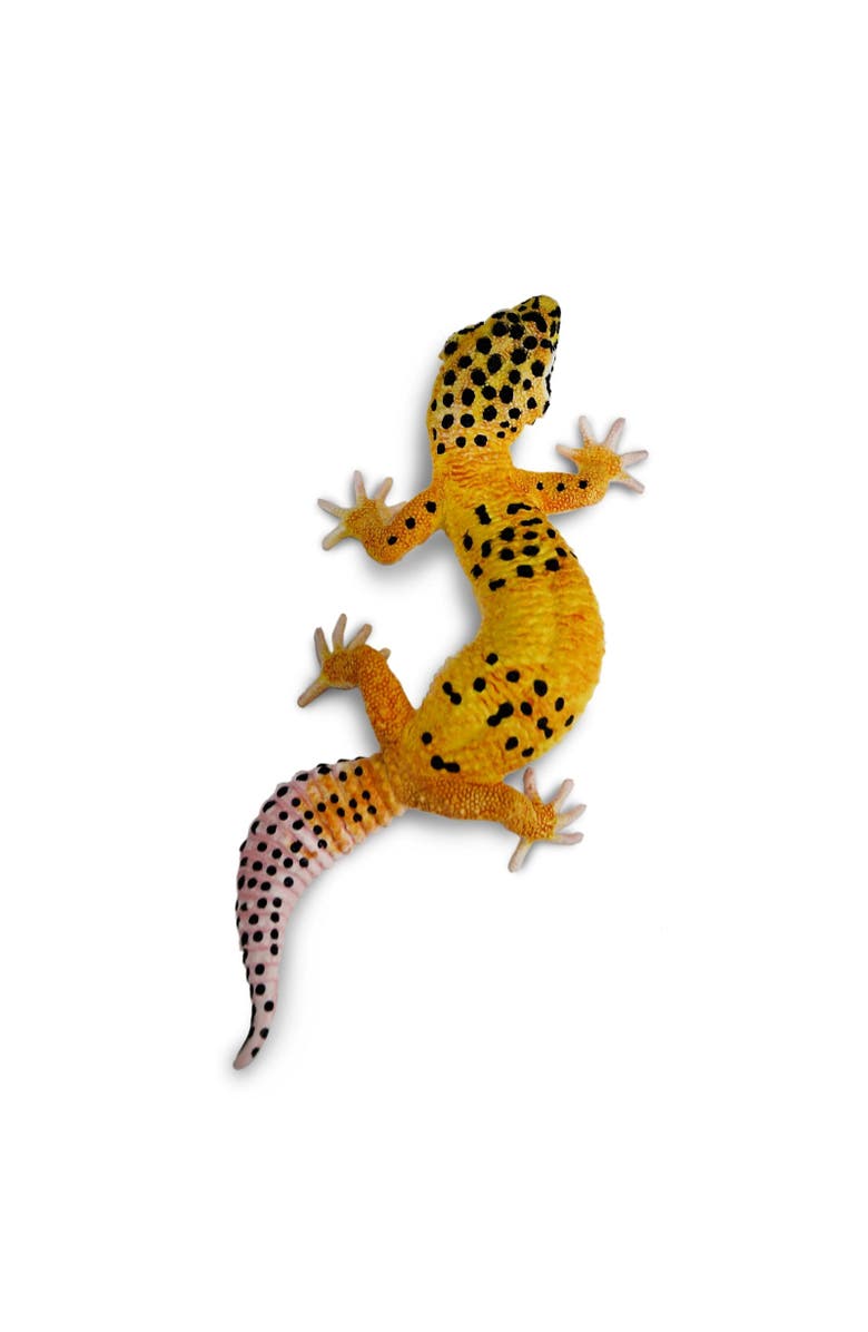 Safari Ltd. Leopard Gecko Toy, Alternate, color, NO COLOR