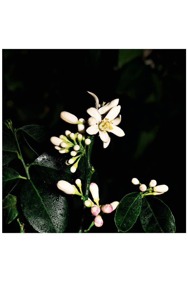 Saharienne - Le Vestiaire des Parfums, Alternate, color, NO COLOR