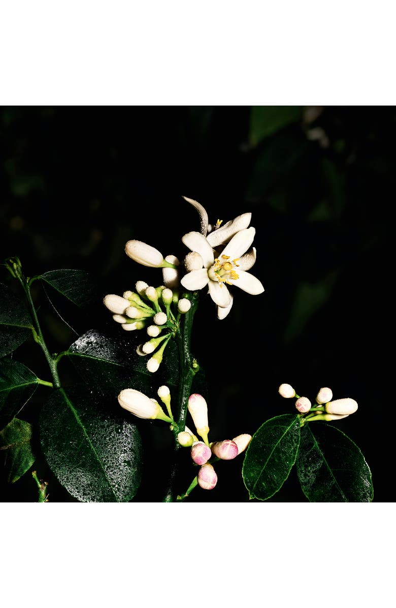 Yves Saint Laurent Saharienne - Le Vestiaire des Parfums, Alternate, color, 