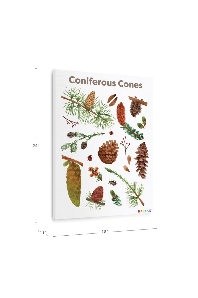 Coniferous Cones Giclee Classroom Wall Print, Alternate, color, brown
