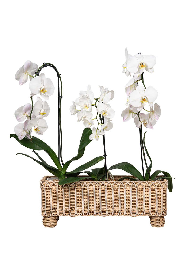 Provence Rattan Rectangular Planter, Alternate, color, WHITEWASH