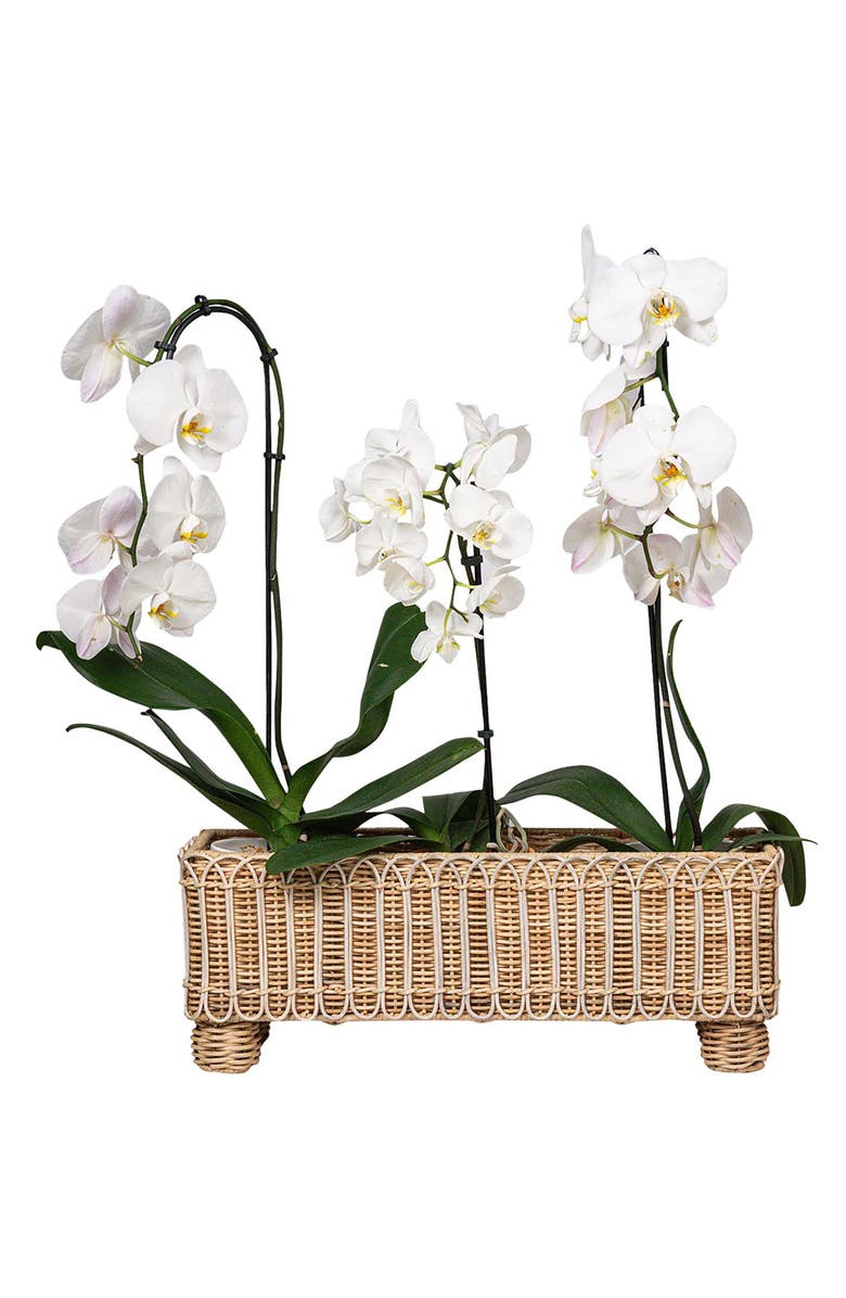 Juliska Provence Rattan Rectangular Planter, Alternate, color,