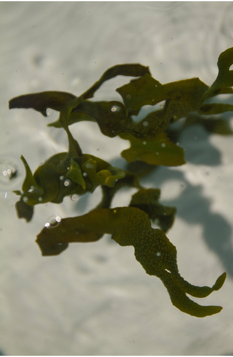 Summer Solace Tallow Sea Change Seaweed Bar Soap, Alternate, color, Teal + White