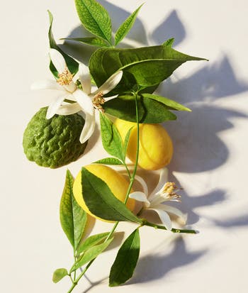 Eau Parfumée Thé Vert Eau de Toilette