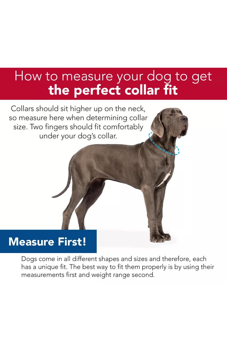 Active Woven Reflective Dog Collar, Small 5/8 Inch, Adjustable, Alternate, color, Purple