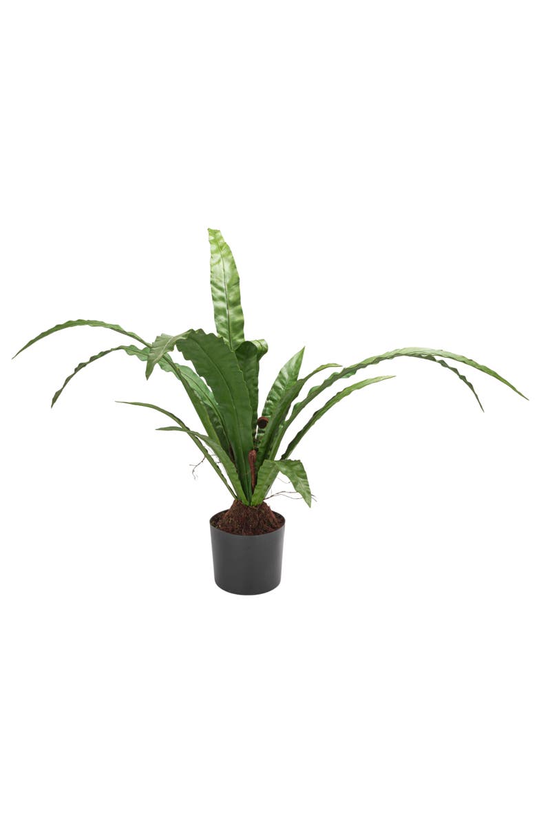 Storied Home Bird's Nest Fern Plant in Pot, Main, color, Green