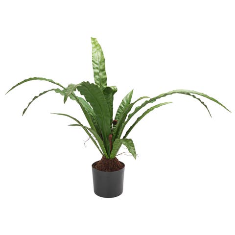Bird's Nest Fern Plant in Pot