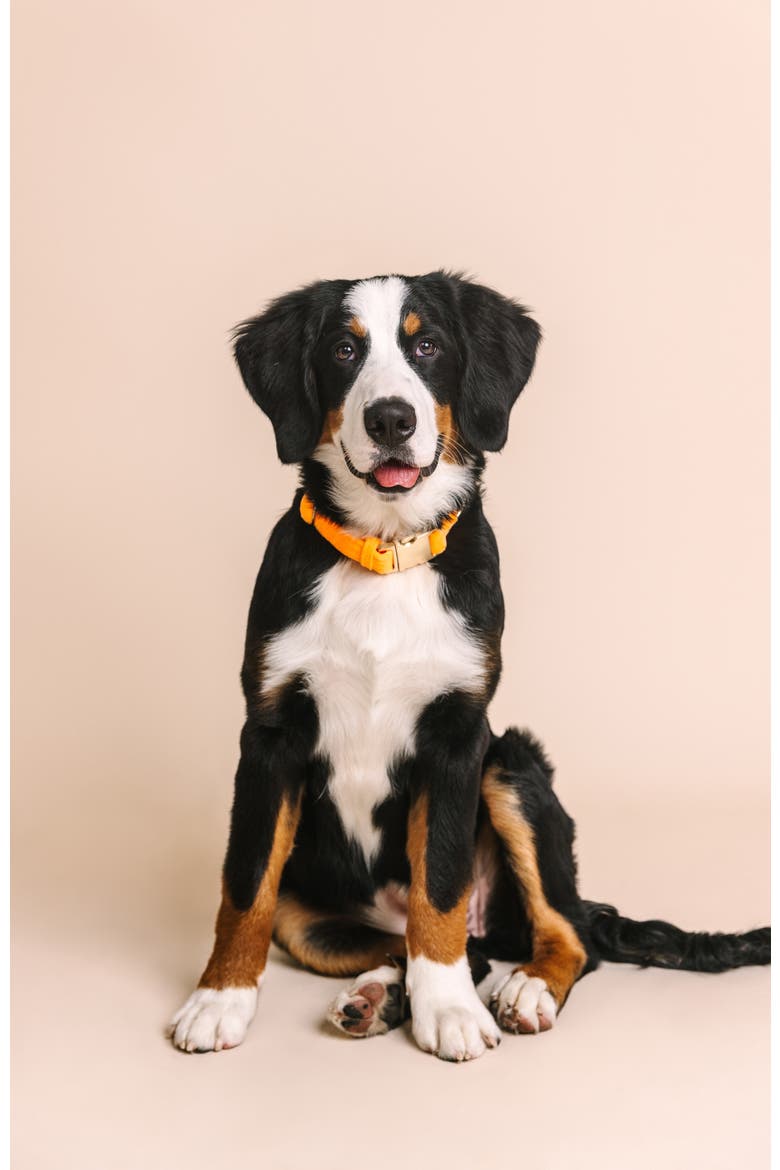 Ezra Dog Collar, Alternate, color, Ezra
