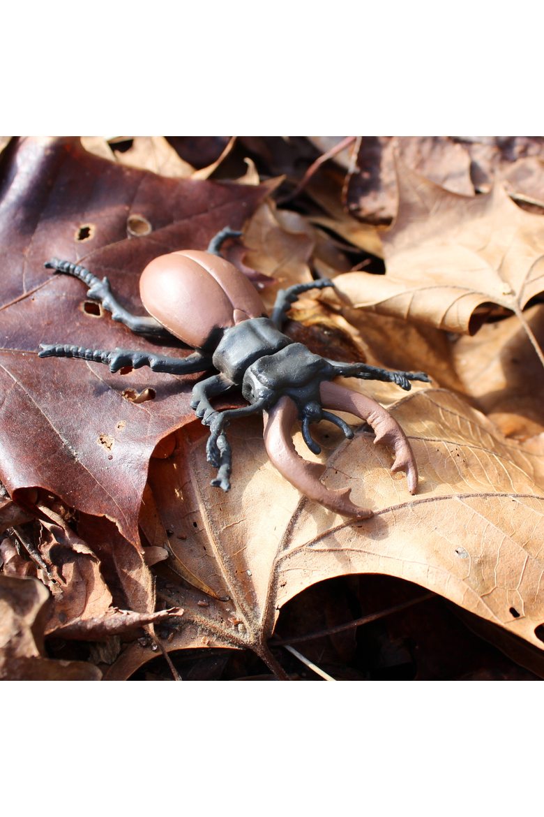 Life Cycle Of A Stag Beetle, Alternate, color, No Color