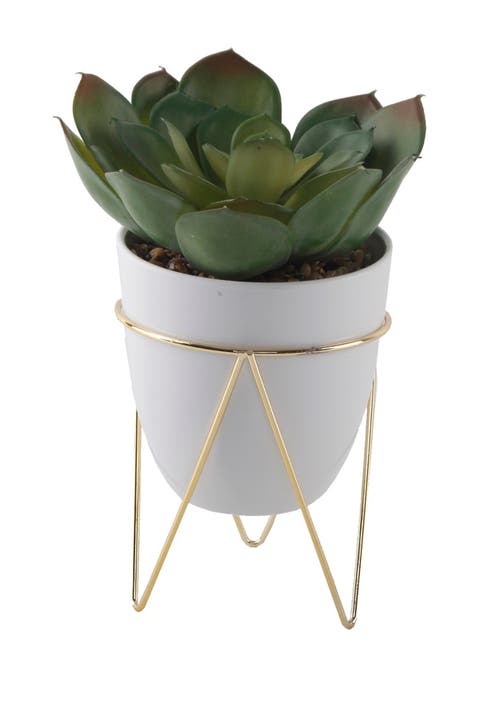 Succulent in 4.75" White Pot in Gold Metal Stand