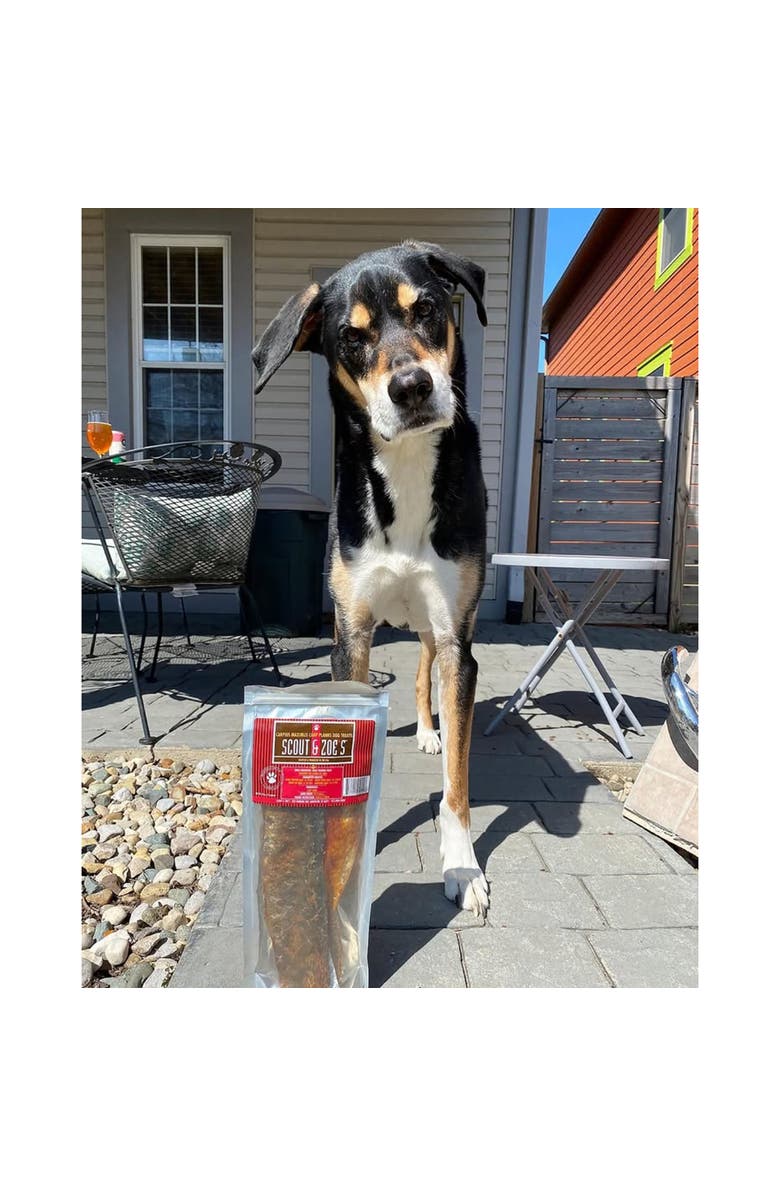 Scout & Zoe's Carp Planks, 4oz Dog & Cat Treats, Freeze Dried, Crunchy Pet Chew, Alternate, color, Multicolored