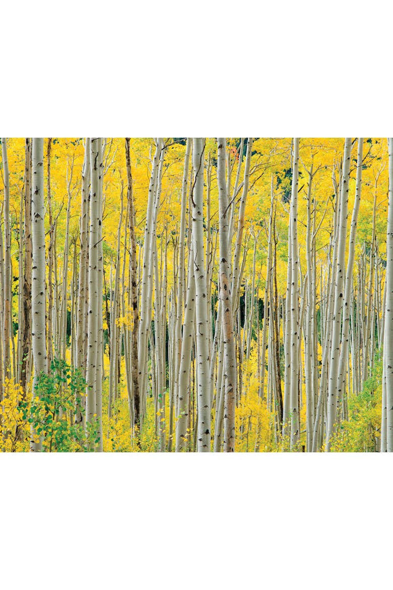 Aspens, Aspens, Aspens 1000 Piece Puzzle by OW Lawrence, Alternate, color, Multicolored