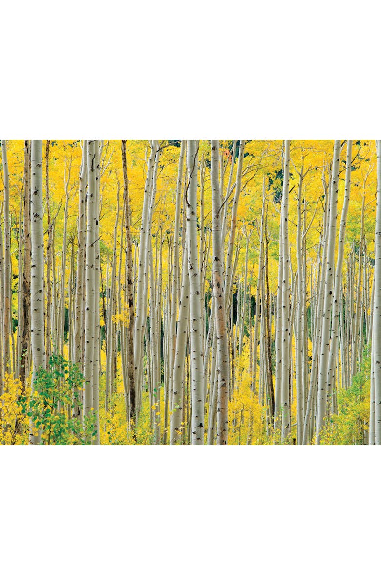 Hart Puzzles Aspens, Aspens, Aspens 1000 Piece Puzzle by OW Lawrence, Alternate, color, Multicolored
