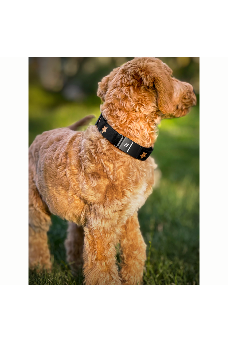 Rockstar 3+ Collar Band, Alternate, color, Large
