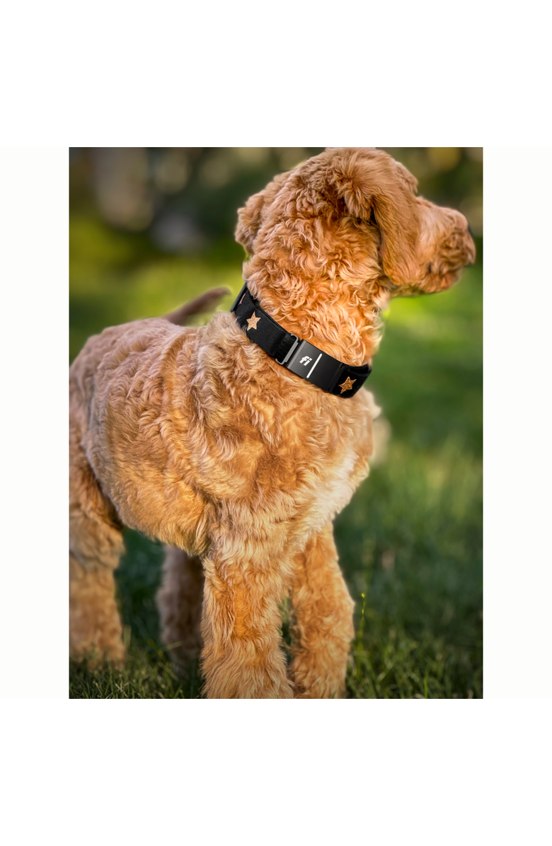 Dogistry Rockstar 3+ Collar Band, Alternate, color, Medium