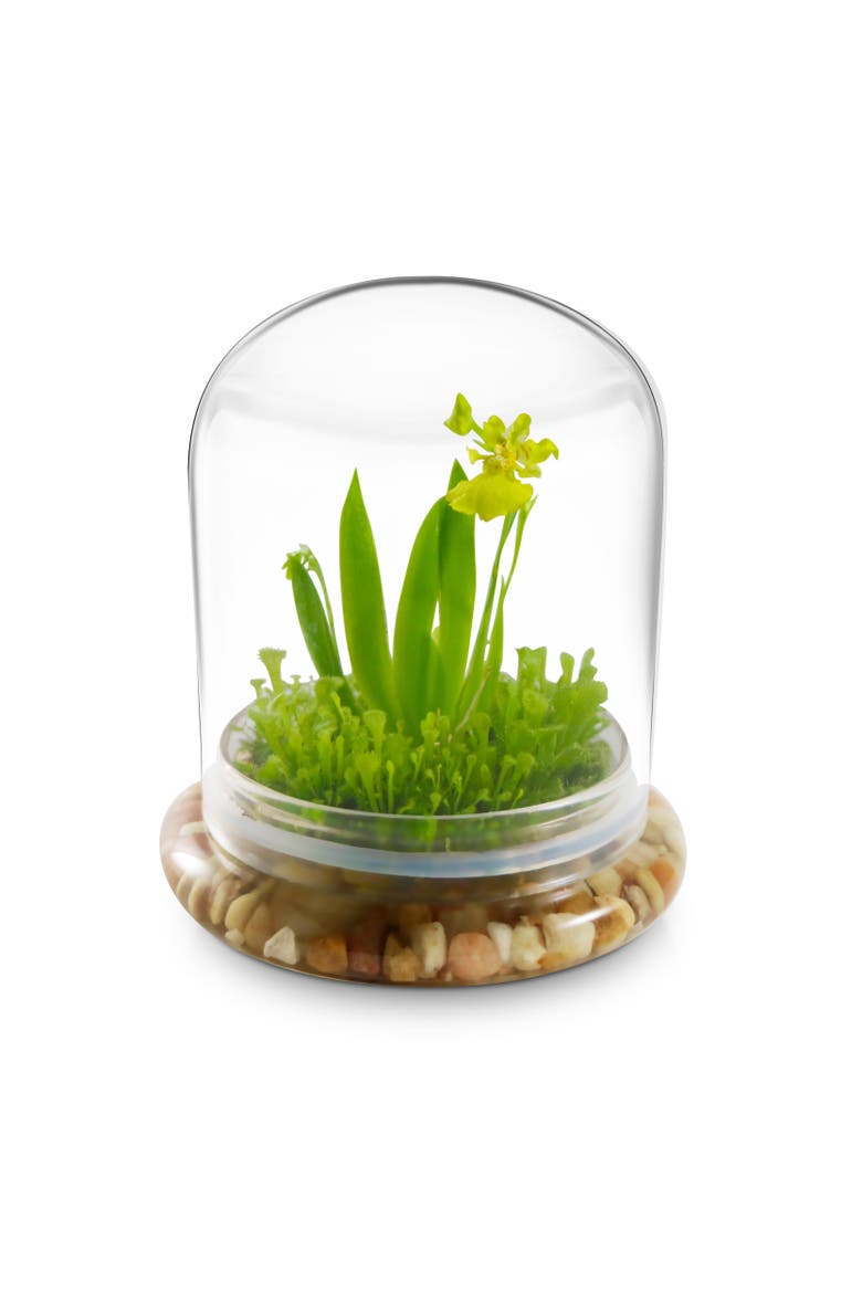 Everlasting Orchid Terrarium with Sundew Moss, Main, color, Yellow