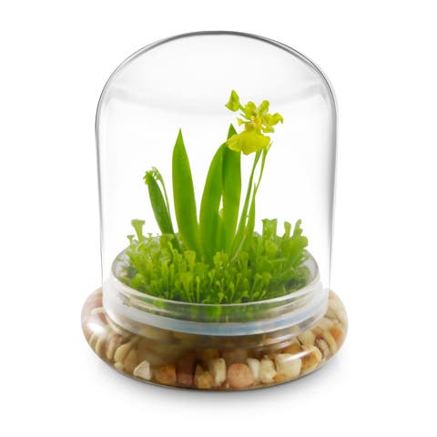 Everlasting Orchid Terrarium with Sundew Moss