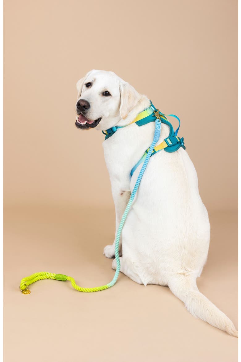 Joey Dog Harness, Alternate, color, Joey