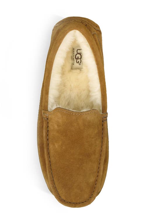 Ugg(r) Ascot Slipper In Brown