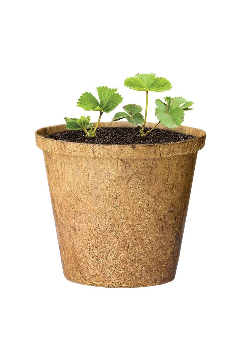 Growing Fruits Classroom Kit, Alternate, color, brown
