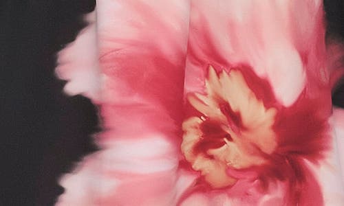 Dkny Floral Cap Sleeve Belted Midi Dress In Multi