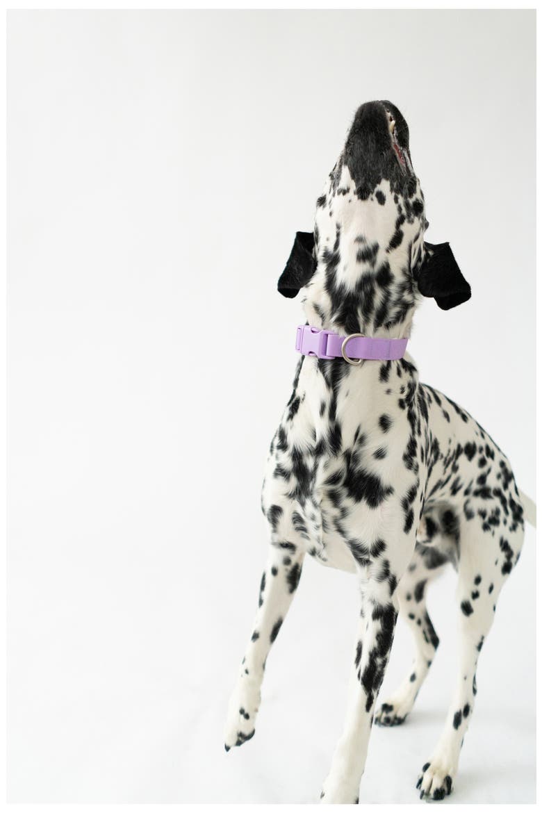 Dog Leash & 22 oz. Water Bottle Set, Alternate, color, LILAC