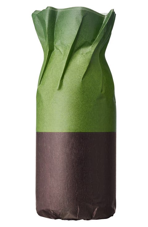 Cannabis Patchouli Eau de Parfum Refill