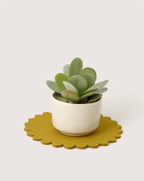 Crest Merino Wool 10" Trivet