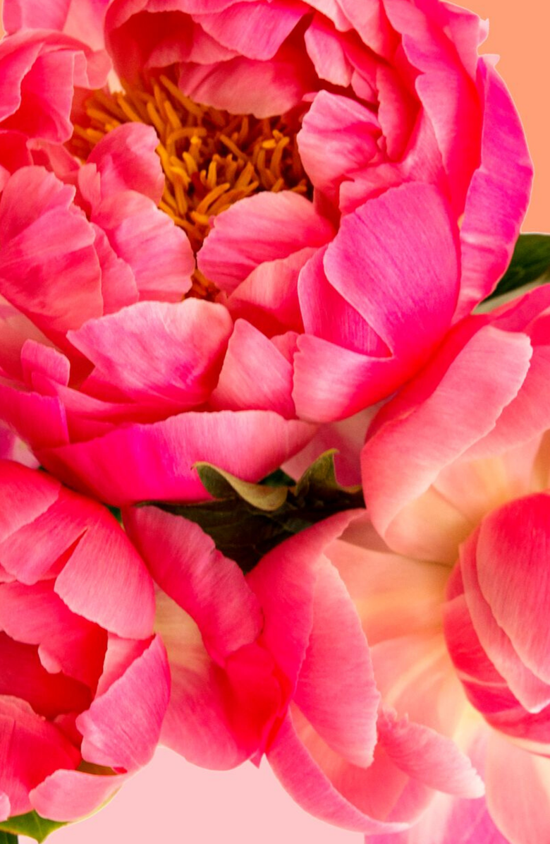 Pink Picasso Kits Petal Power Paint by Numbers Kit, Alternate, color, Pink / Peach