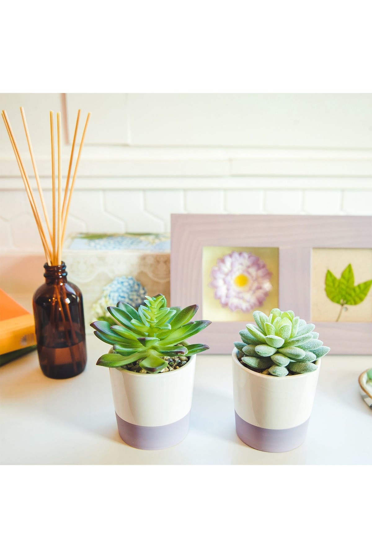 FLORA BUNDA Faux Succulent in Ceramic Colorblock Planter - Set of 2 ...