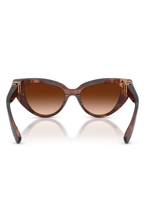 Dolce & Gabbana Dark Red Havana Acetate Sunglasses In Brown