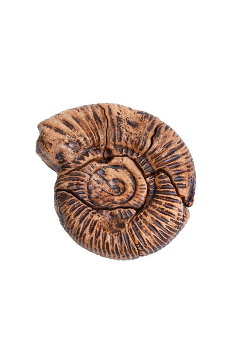 Magnetic Fossil 3D Puzzle - Ammonite - 6 Pieces, Alternate, color, Brown