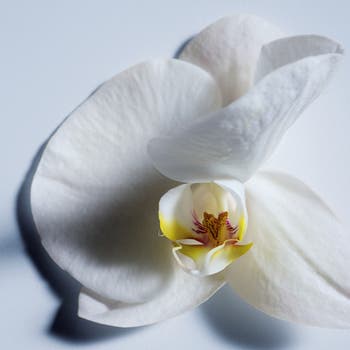 Atelier des Fleurs Orchidée de Minuit Eau de Parfum