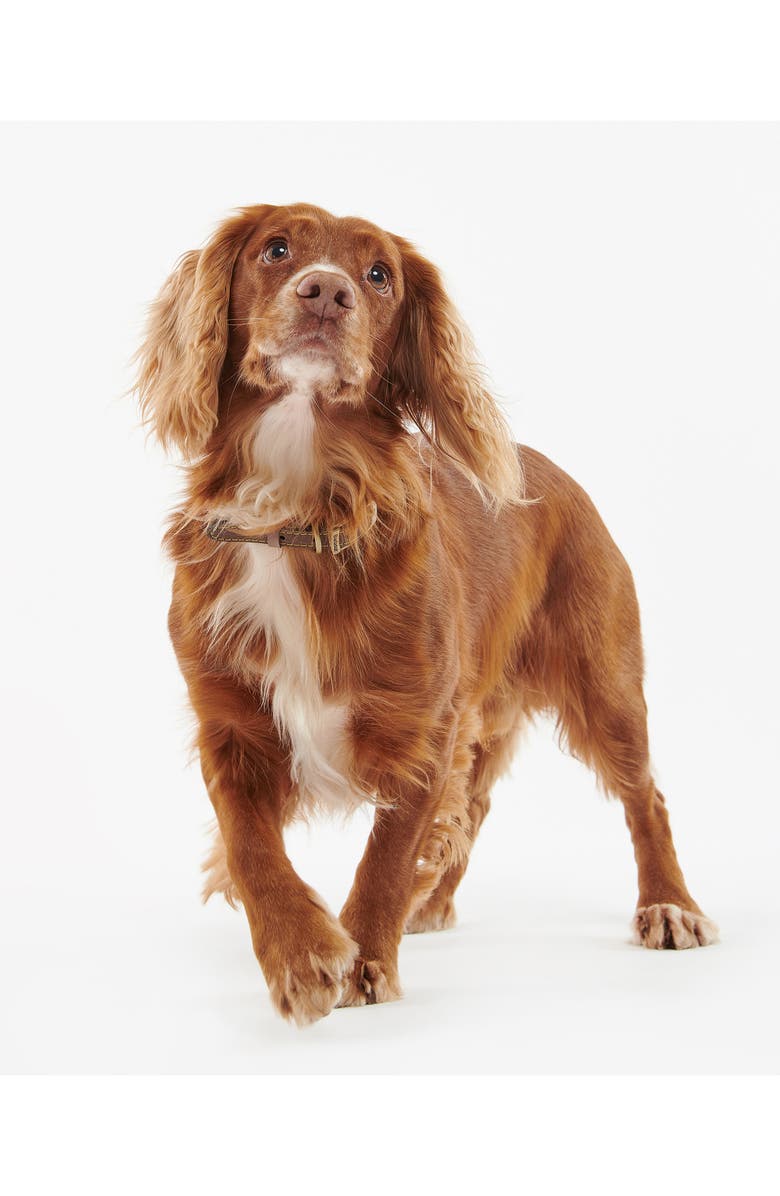 Barbour Leather Dog Collar, Alternate, color, Brown