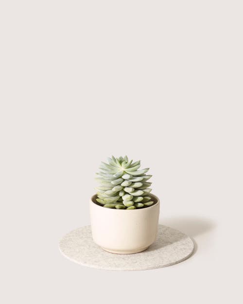 GRAF & LANTZ GRAF LANTZ MERINO WOOL 10" ROUND TRIVET
