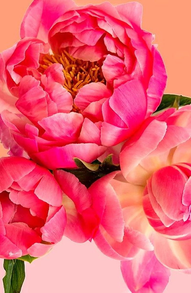 Pink Picasso Kits Petal Power Paint by Numbers Kit, Alternate, color, Pink / Peach