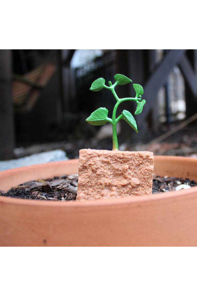 Life Cycle Of A Green Bean Plant, Alternate, color, No Color