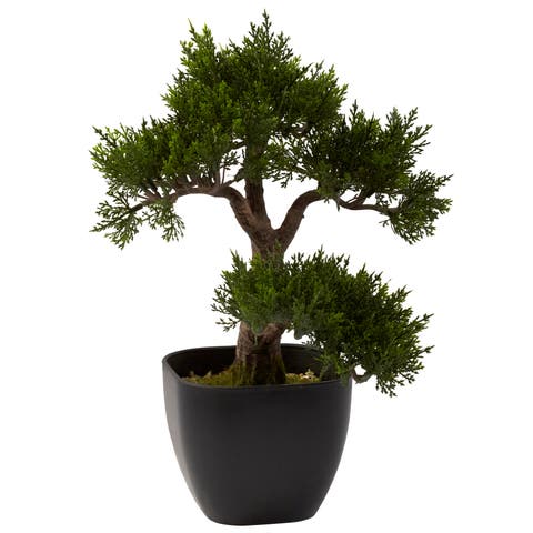 15-in Cedar Bonsai