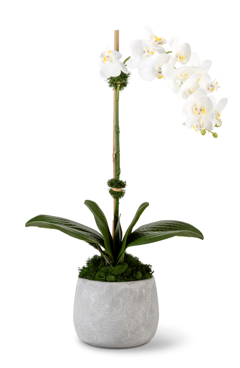 Wesley RealTouch Cement Orchid