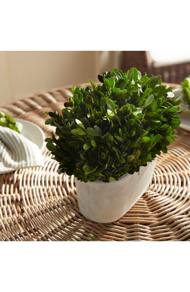 Napa Home & Garden Boxwood Bush In Oval Pot, Alternate, color, Green