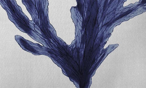 Deny Designs Seaweed Square Throw Pillow In Blue